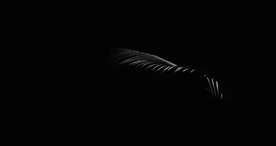 A single feather catches a sliver of light along its spine, its barbs fading out into darkness on every side.