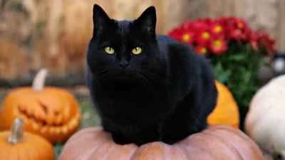 A black cat perches on a large orange pumpkin with a carved jack-o-lantern and red chrysanthemums arranged behind it in daylight.