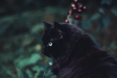 A black cat sits in profile in a garden at dusk, one green eye visible, with a cluster of red berries hanging in the upper right corner.