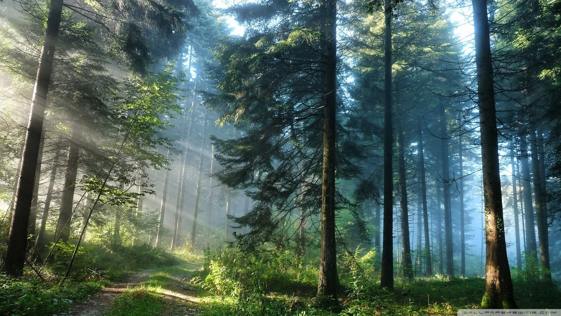 Morning rays fan through tall blue-toned pines above a grassy trail at lower left, thin mist softening every trunk further back.