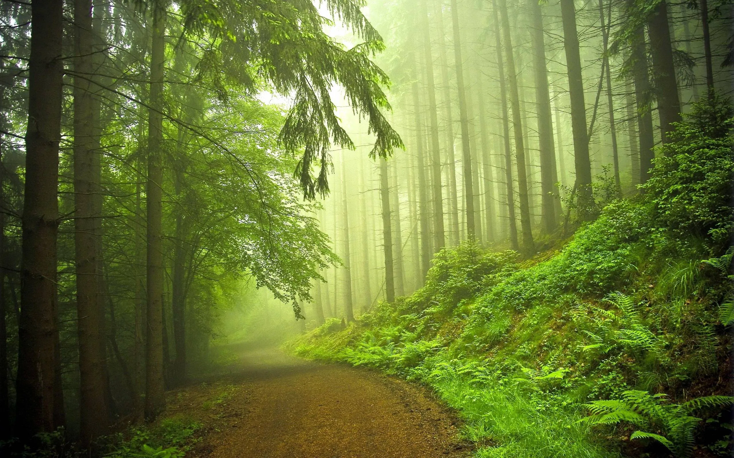 A brown dirt road curves into fog between tall conifers, ferns crowding the right bank — the hazy upper half leaves room for a desktop clock or menu bar.