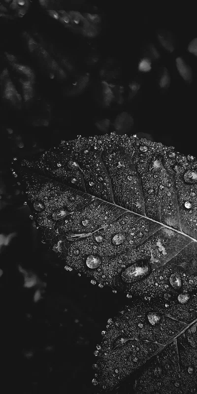 Beaded rain sits along the veins of a single leaf, catching just enough light while the background stays almost fully black.
