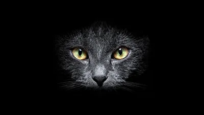 A cat's face emerges from total black, only the whiskers, nose and two amber eyes catching light.