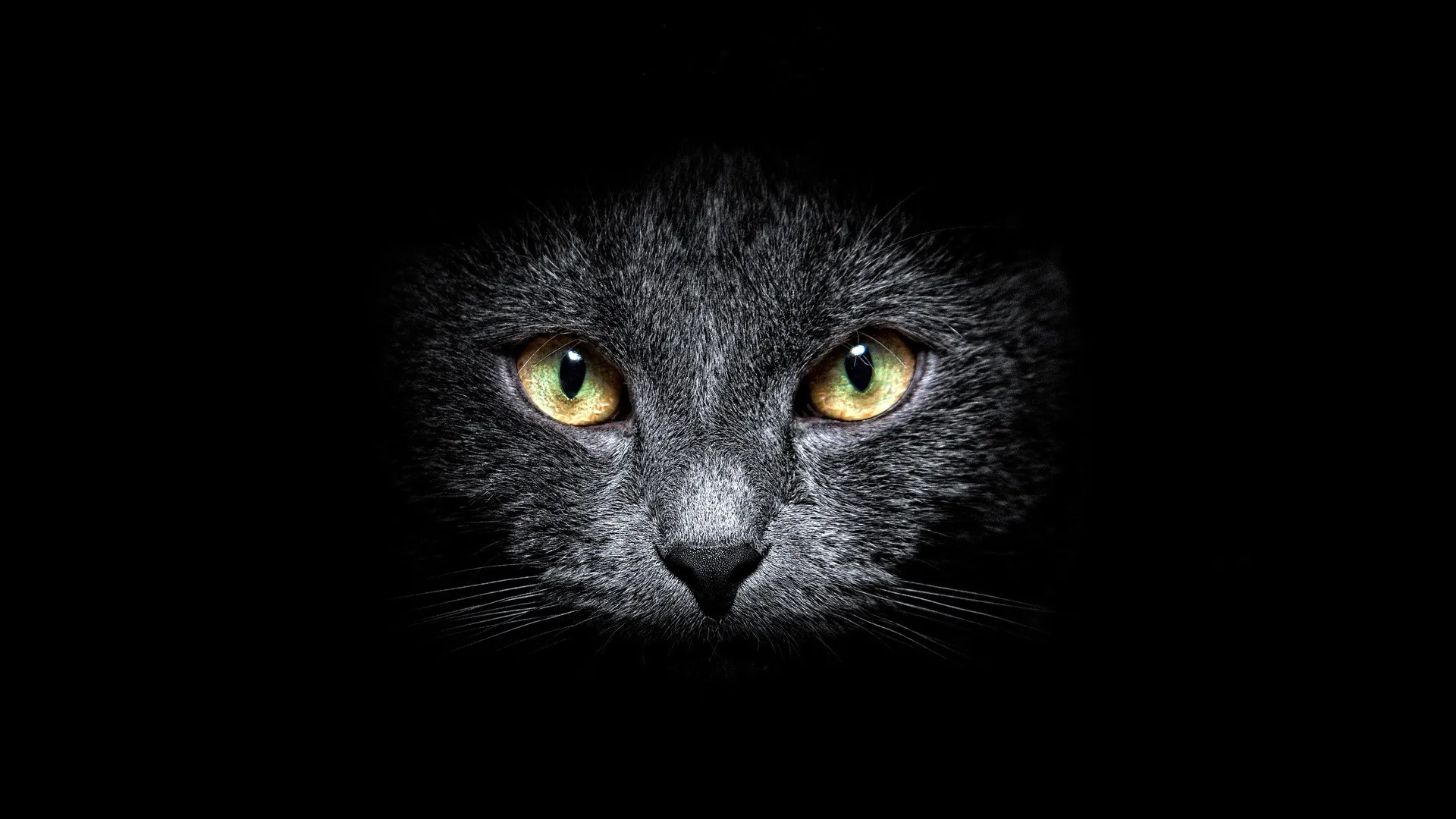 A cat's face emerges from total black, only the whiskers, nose and two amber eyes catching light.