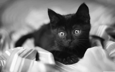 A small kitten crouches in rumpled striped sheets, its wide eyes in sharp focus while the fabric falls away into grey blur on both sides.