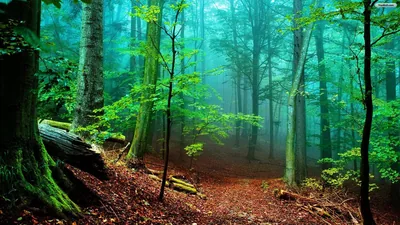 Saplings and copper leaf-litter glow against blue-green fog, a rotting mossy log resting in the lower left corner of the frame.