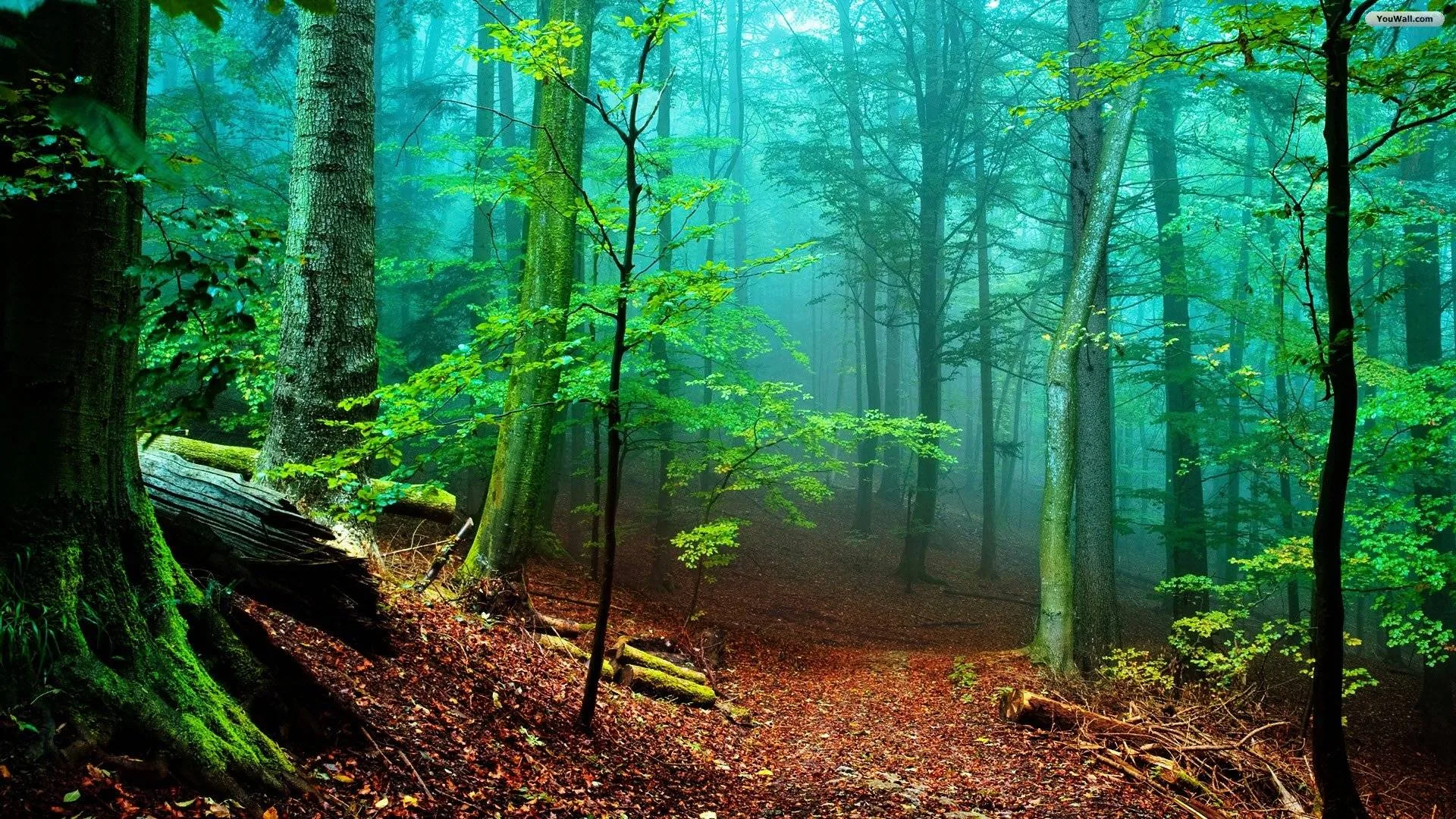 Saplings and copper leaf-litter glow against blue-green fog, a rotting mossy log resting in the lower left corner of the frame.