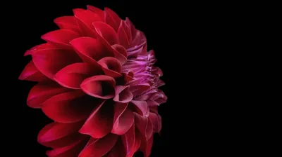 A crimson dahlia opens on the left edge, its layered petals shading to magenta at the core while the right two-thirds stay pure black.