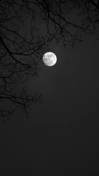 Bare winter twigs reach in from the top corner over a bright full moon, the lower half left as flat grey-black for icons.