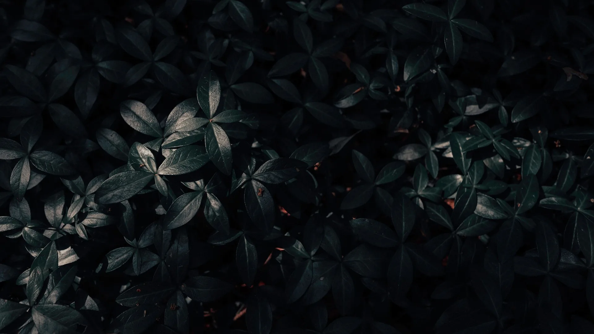 Dense foliage fills the frame in near-black green, a few red stems showing between the leaves.