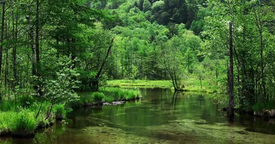Every shade here is green, from mossy banks to the wooded hillside behind; the still channel runs level across the middle in soft, shadowless light.
