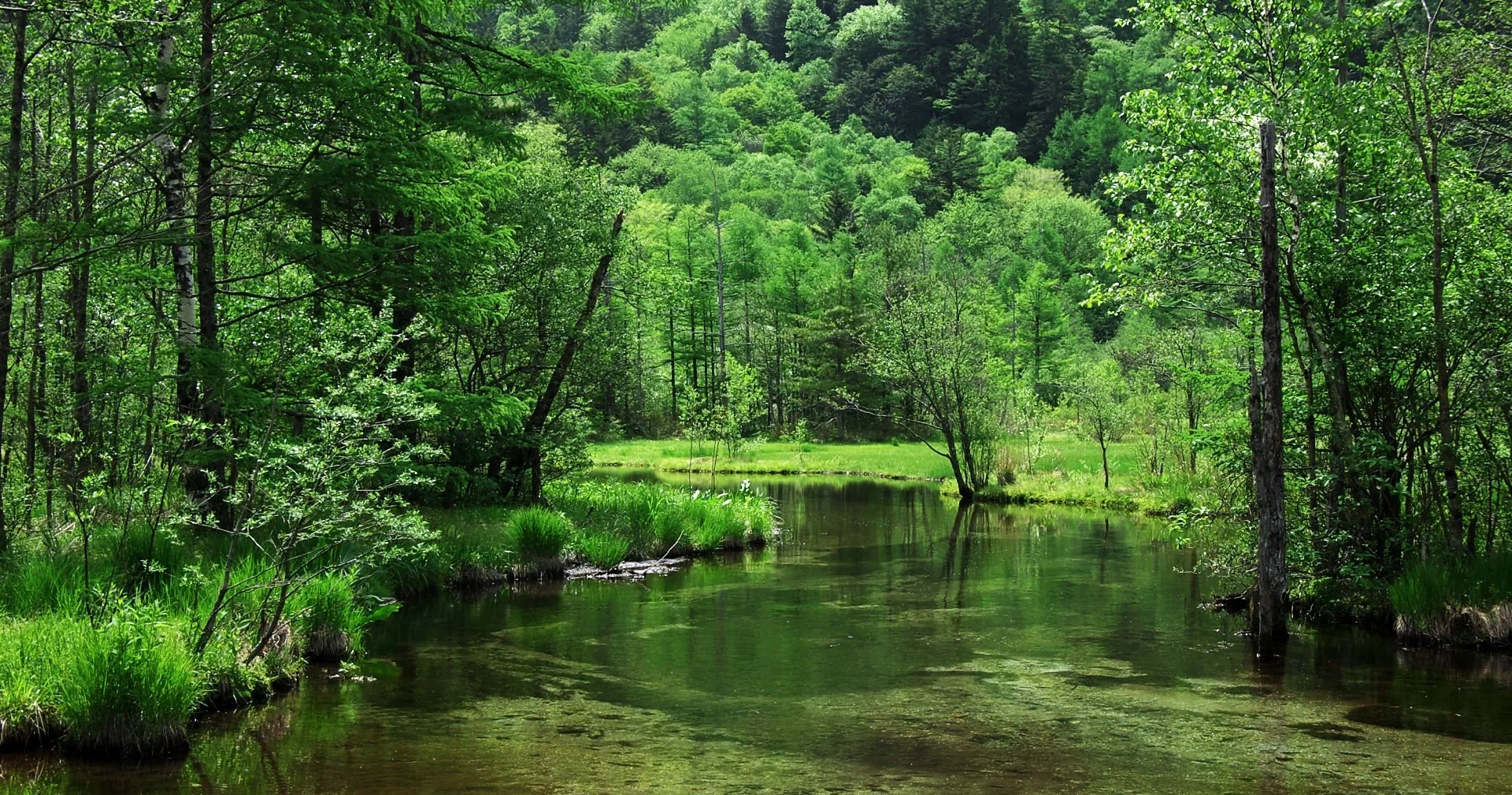 Every shade here is green, from mossy banks to the wooded hillside behind; the still channel runs level across the middle in soft, shadowless light.