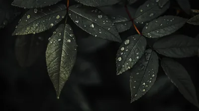 Water beads sit across a spray of deep green leaves, the background falling to black just behind them.