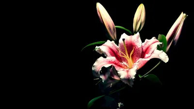 One open lily and two buds sit in the right half of the frame, the left side left completely black.