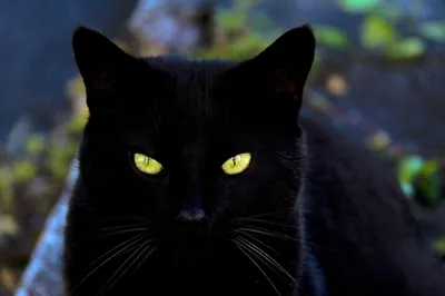 A black cat stares out from a mossy rock, yellow eyes flat and unblinking, with green leaves catching light on both sides.