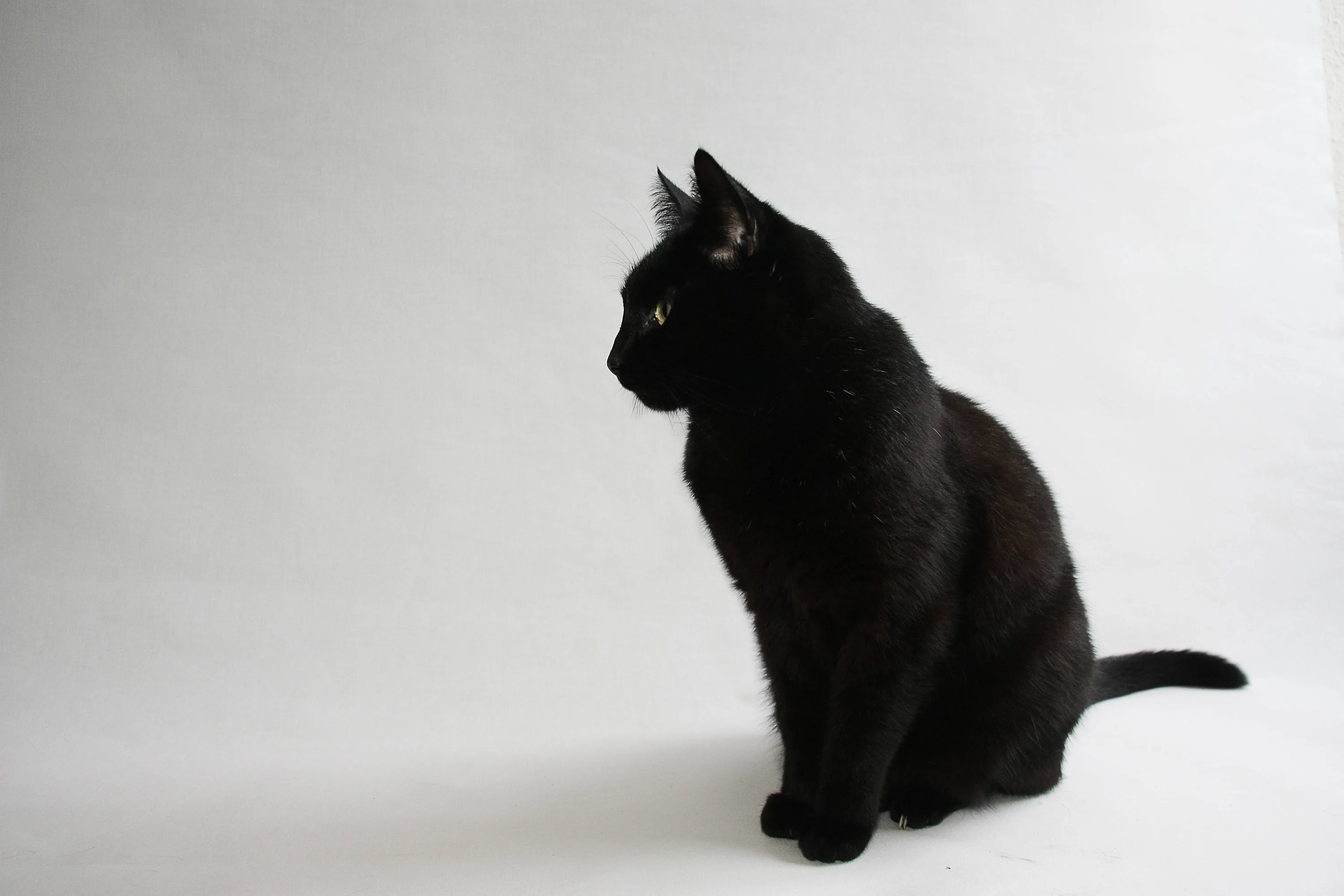 A cat sits in profile on a clean white background, tail laid flat along the floor and one green eye glancing left, edges lit softly.