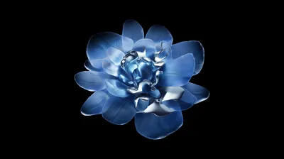 A blue bloom floats at the centre of a black field, its inner petals curled tight and shining like polished metal.