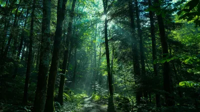 Sunlight explodes through the treetops above a faint trail, edges of the frame falling into shadow so desktop icons stay legible on both sides.