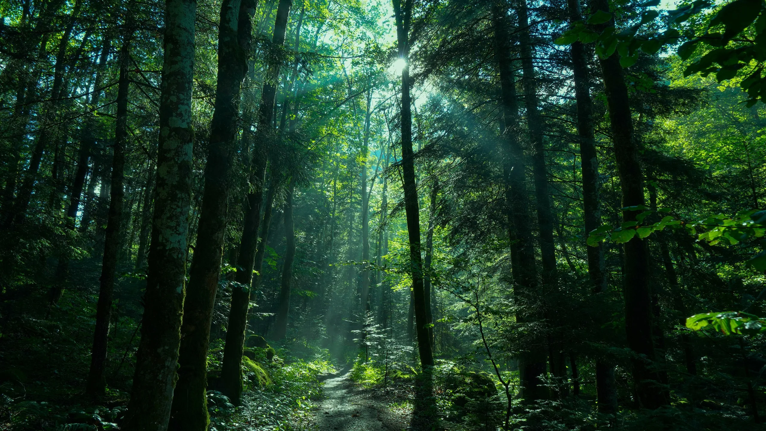 Sunlight explodes through the treetops above a faint trail, edges of the frame falling into shadow so desktop icons stay legible on both sides.