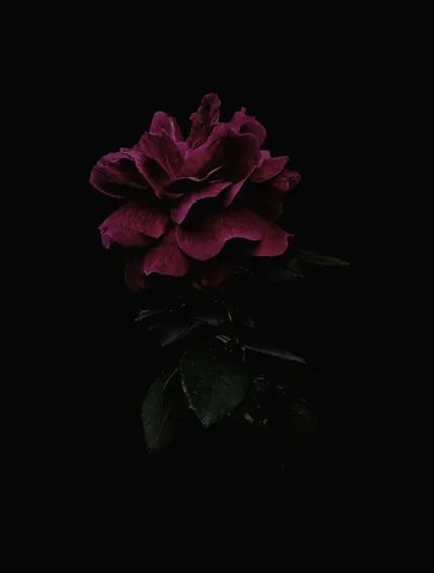 A dark red rose leans over its own leaves in the top third of a tall frame, the light falling off fast so the lower half stays black.