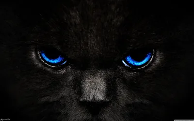 Tight crop on a black cat's face, two electric blue eyes staring straight out while the fur blends into the dark background.