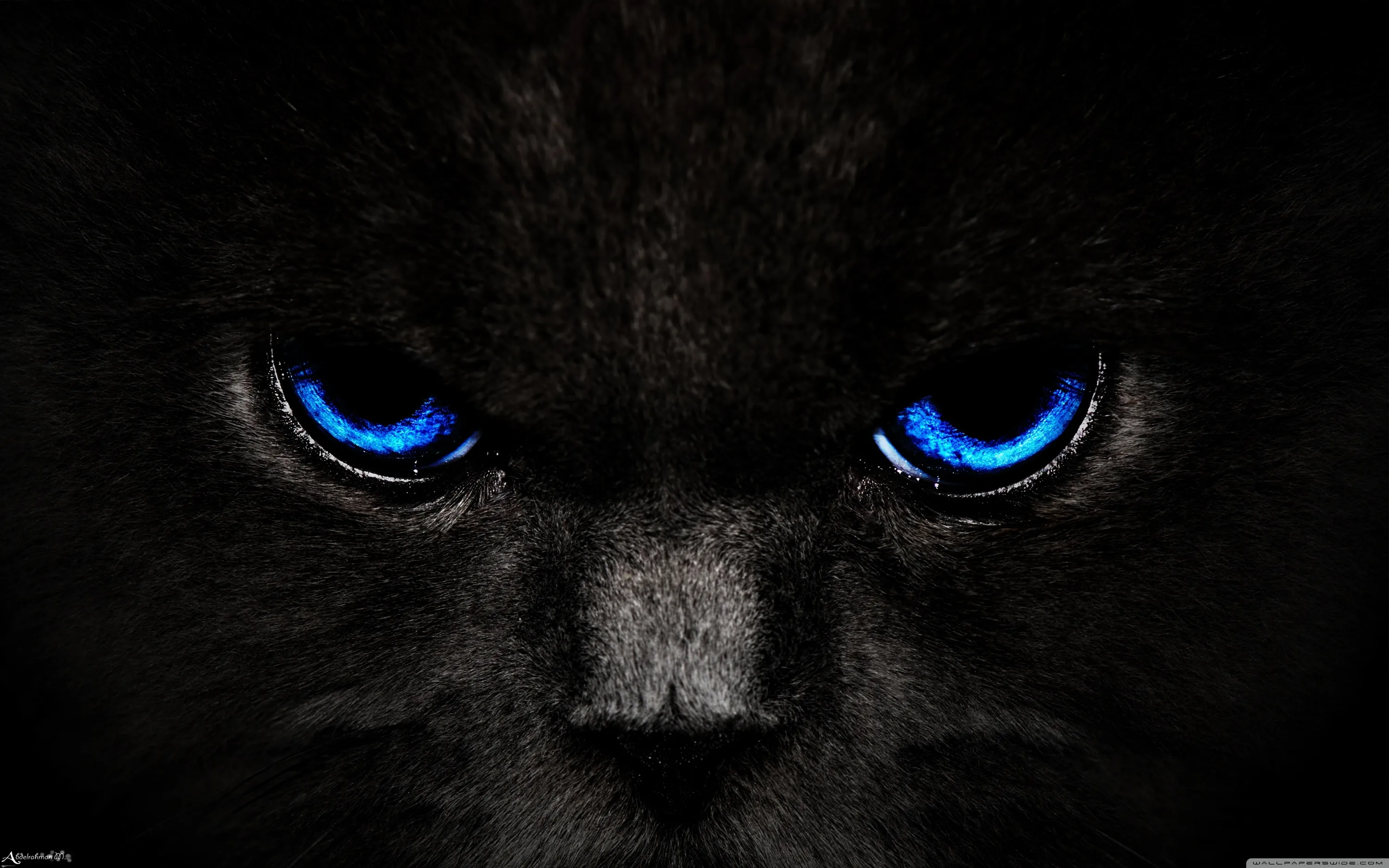 Tight crop on a black cat's face, two electric blue eyes staring straight out while the fur blends into the dark background.