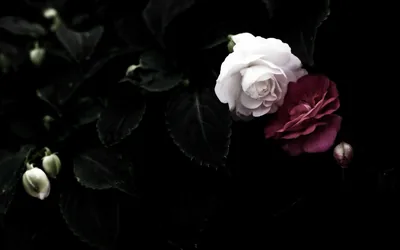 A white rose and a deep red one sit among dark leaves, buds waiting on the left side of the frame.