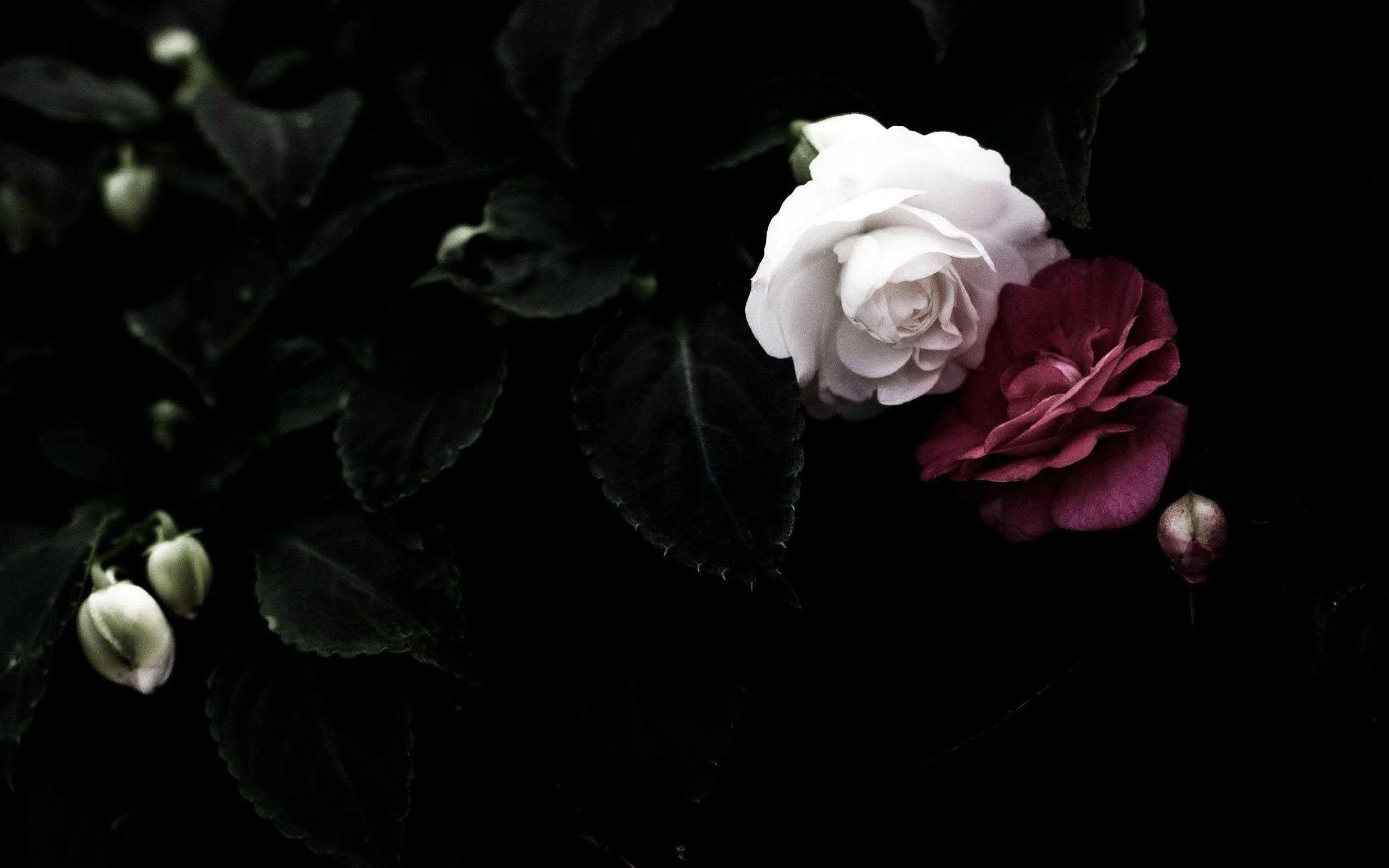 A white rose and a deep red one sit among dark leaves, buds waiting on the left side of the frame.