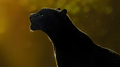 A panther raises its head against a warm backlit haze, the body reading as pure silhouette with fine hairs glowing along its outline.