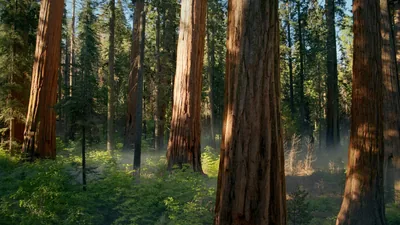Massive cinnamon-red sequoia trunks catch low sun above a hazy understorey, from the wallpaper hidden in the macOS Sequoia beta.