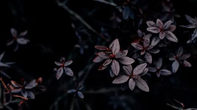 Clusters of plum-coloured leaves catch the last of the light on their upper edges, everything behind them dropping to near black.