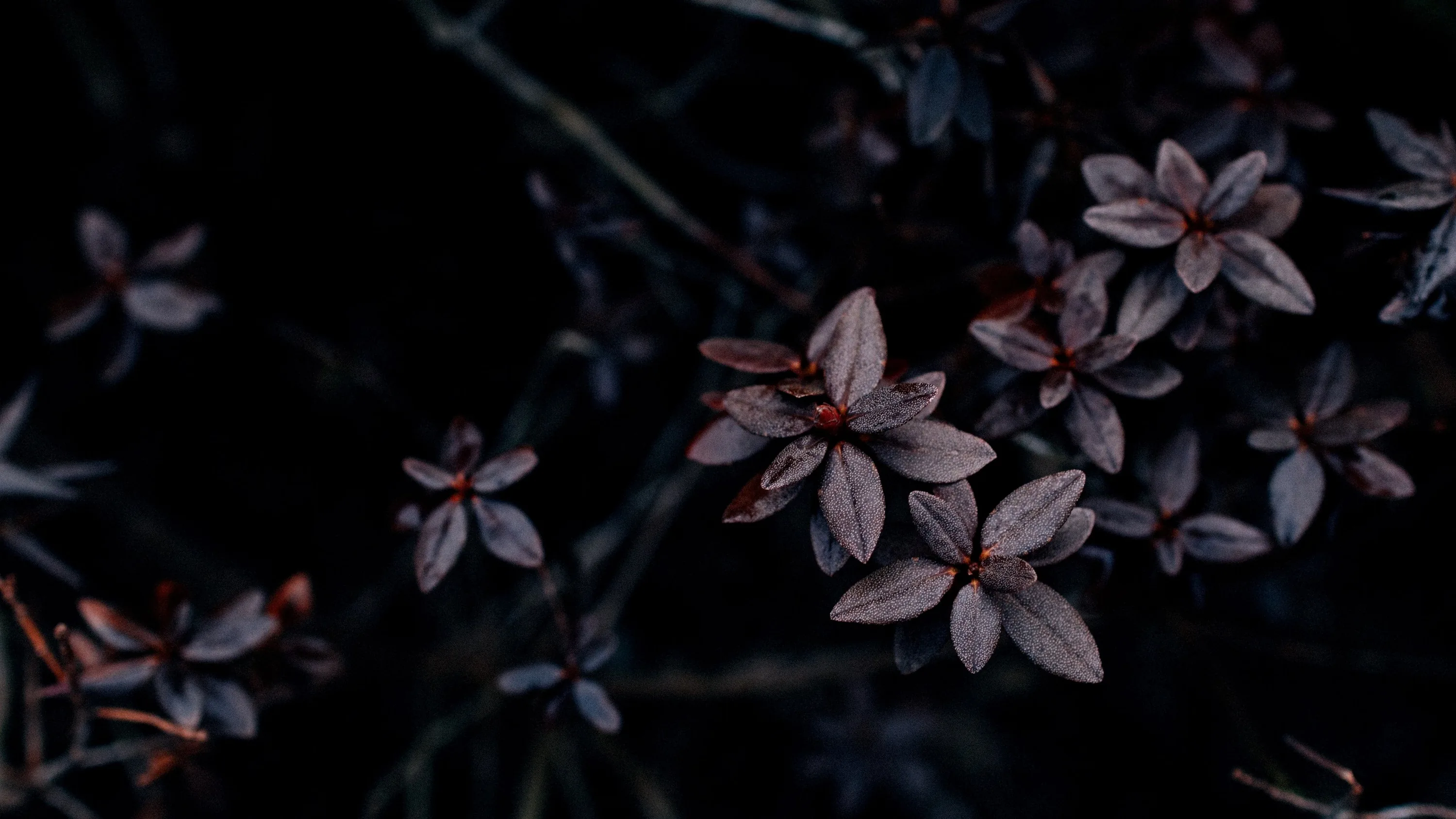 Clusters of plum-coloured leaves catch the last of the light on their upper edges, everything behind them dropping to near black.