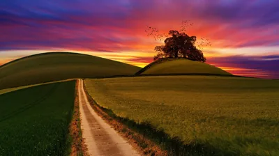 Between two grassy hills a pale track runs straight to a lone tree ringed by birds, the sky burning purple and red behind it after sundown.