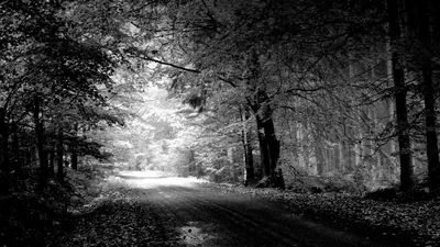 A leaf-strewn track runs between tall beeches in monochrome, bright daylight opening at the far end of the tunnel of branches.