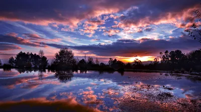 Streaked violet clouds repeat across flooded ground, the sun flaring low on the right between silhouetted trees while marsh growth breaks the near water.