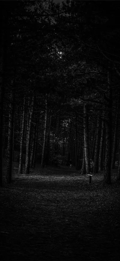 Tall pine trunks close in on a narrow path, the only light coming through the canopy at the far end of the woods.