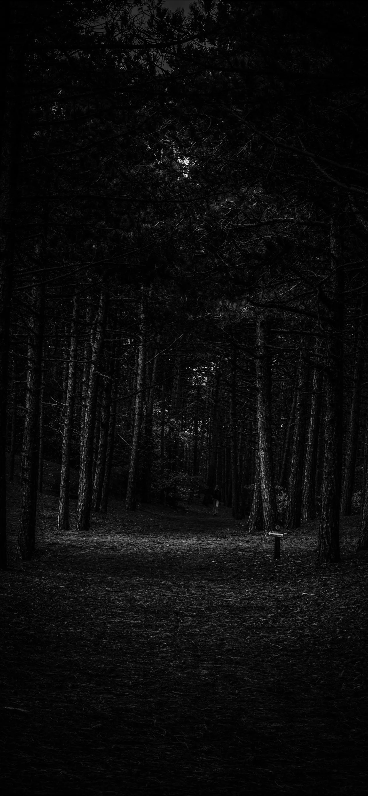 Tall pine trunks close in on a narrow path, the only light coming through the canopy at the far end of the woods.
