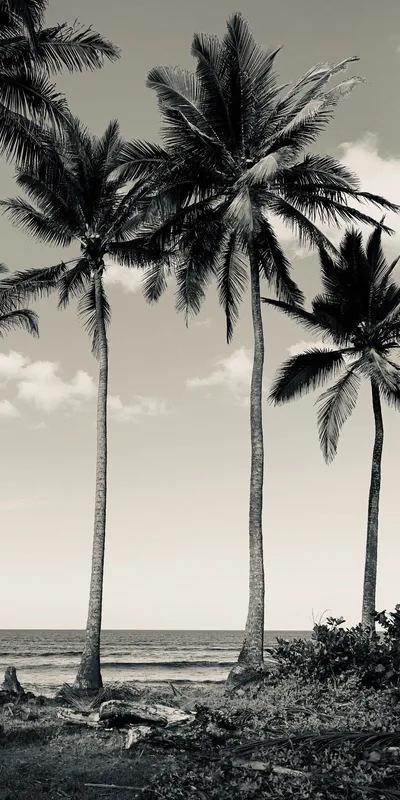 Three tall palms lean over scrub and open ocean in warm sepia, the trunks thin enough to leave most of the sky clear.
