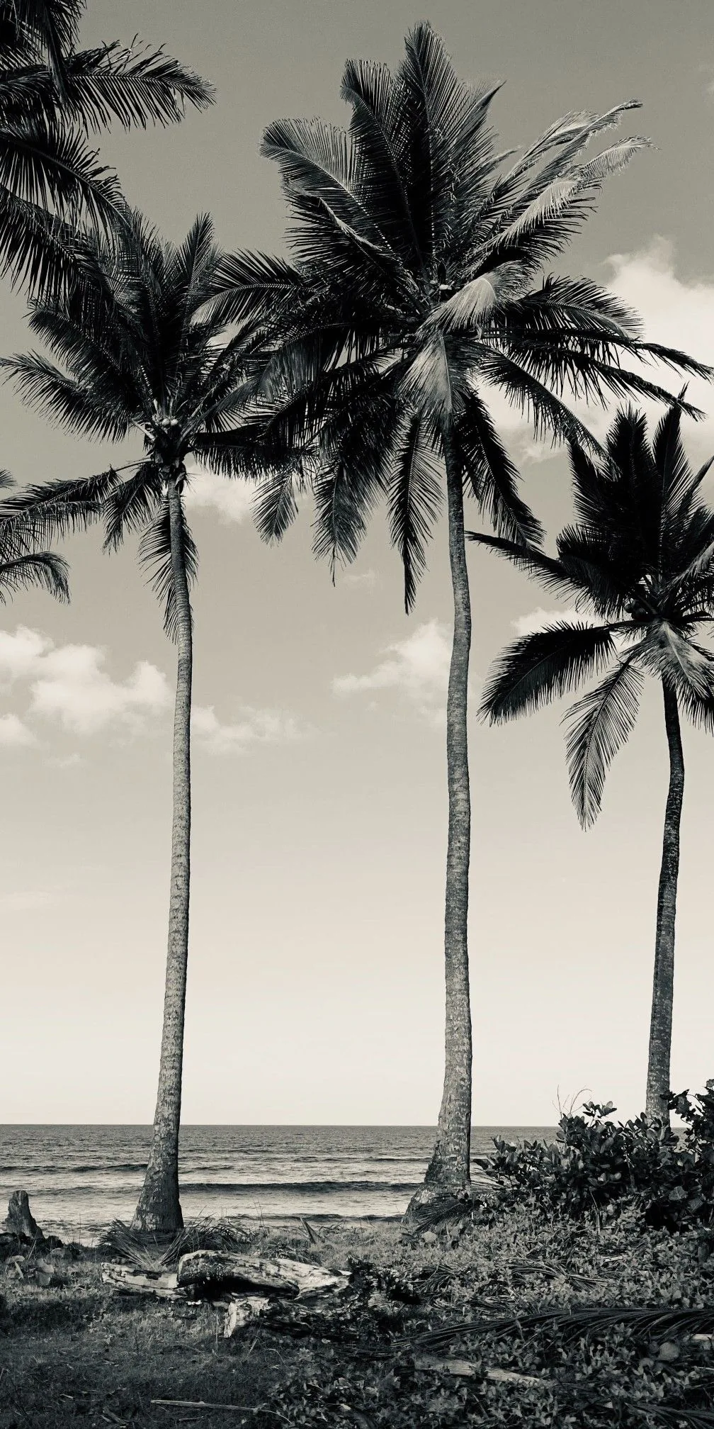 Three tall palms lean over scrub and open ocean in warm sepia, the trunks thin enough to leave most of the sky clear.