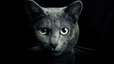 A short-haired grey cat steps toward the lens with green eyes level, shoulders and whiskers rimmed in light while the background stays pure black.