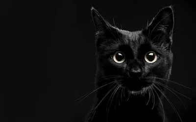 The cat sits at the right edge looking up, big pale eyes and fine whiskers lit softly, the entire left half kept empty for desktop icons.