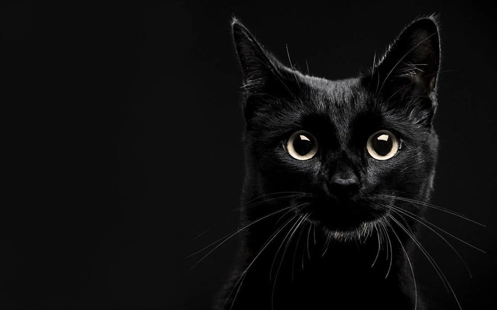 The cat sits at the right edge looking up, big pale eyes and fine whiskers lit softly, the entire left half kept empty for desktop icons.