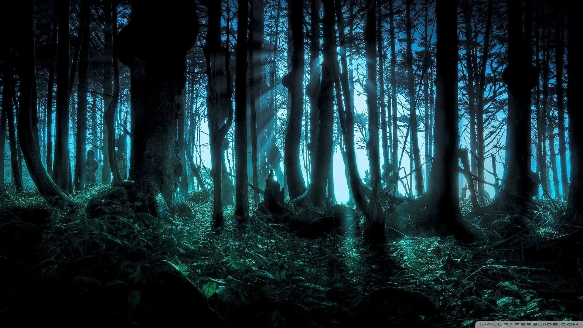 Cold teal light filters between bare trunks, mist sitting low over the undergrowth in the foreground.