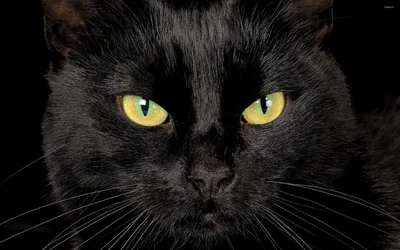 A cat fills the frame head-on with a level, unblinking stare, yellow-green eyes and long white whiskers set against solid black.