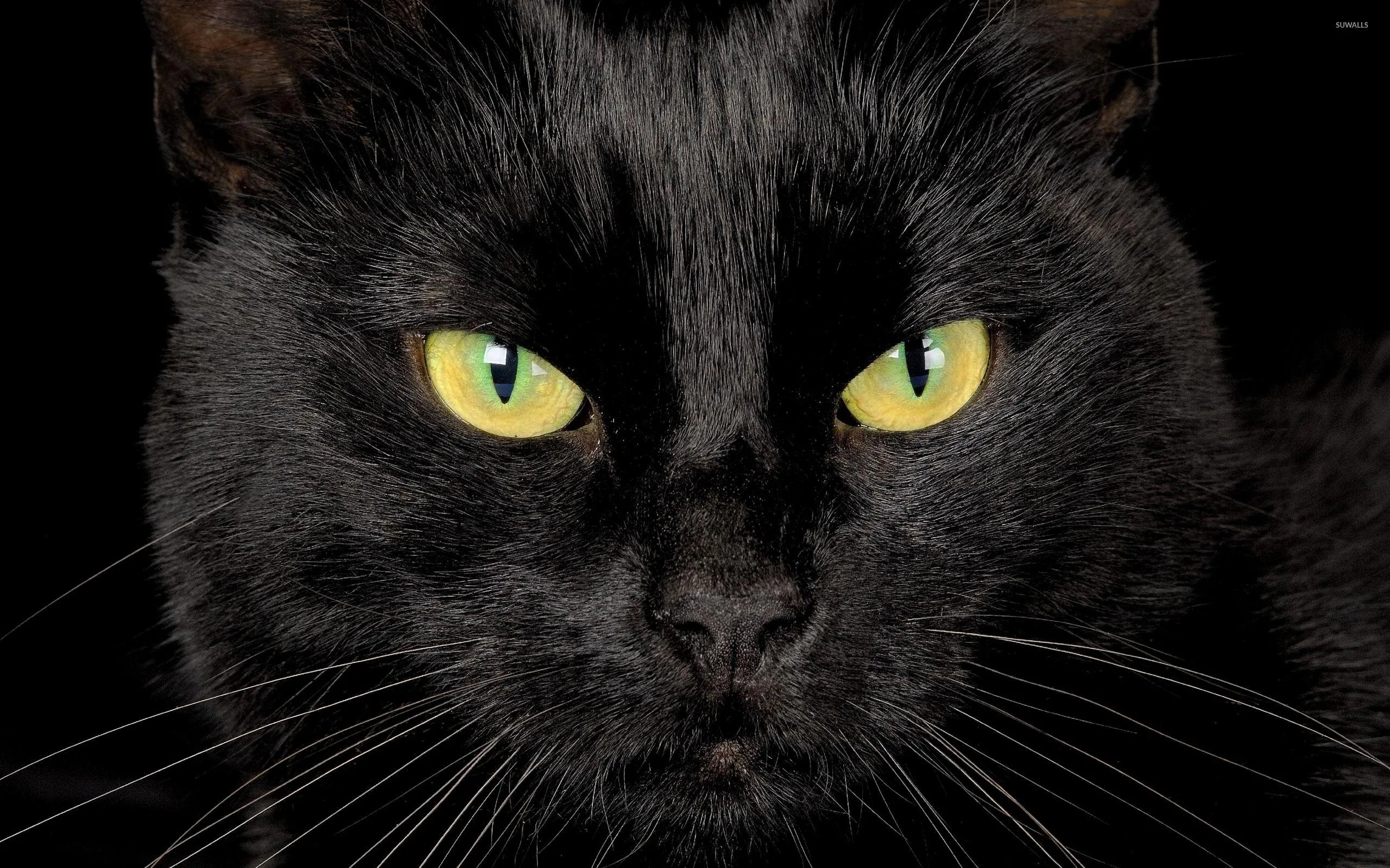 A cat fills the frame head-on with a level, unblinking stare, yellow-green eyes and long white whiskers set against solid black.
