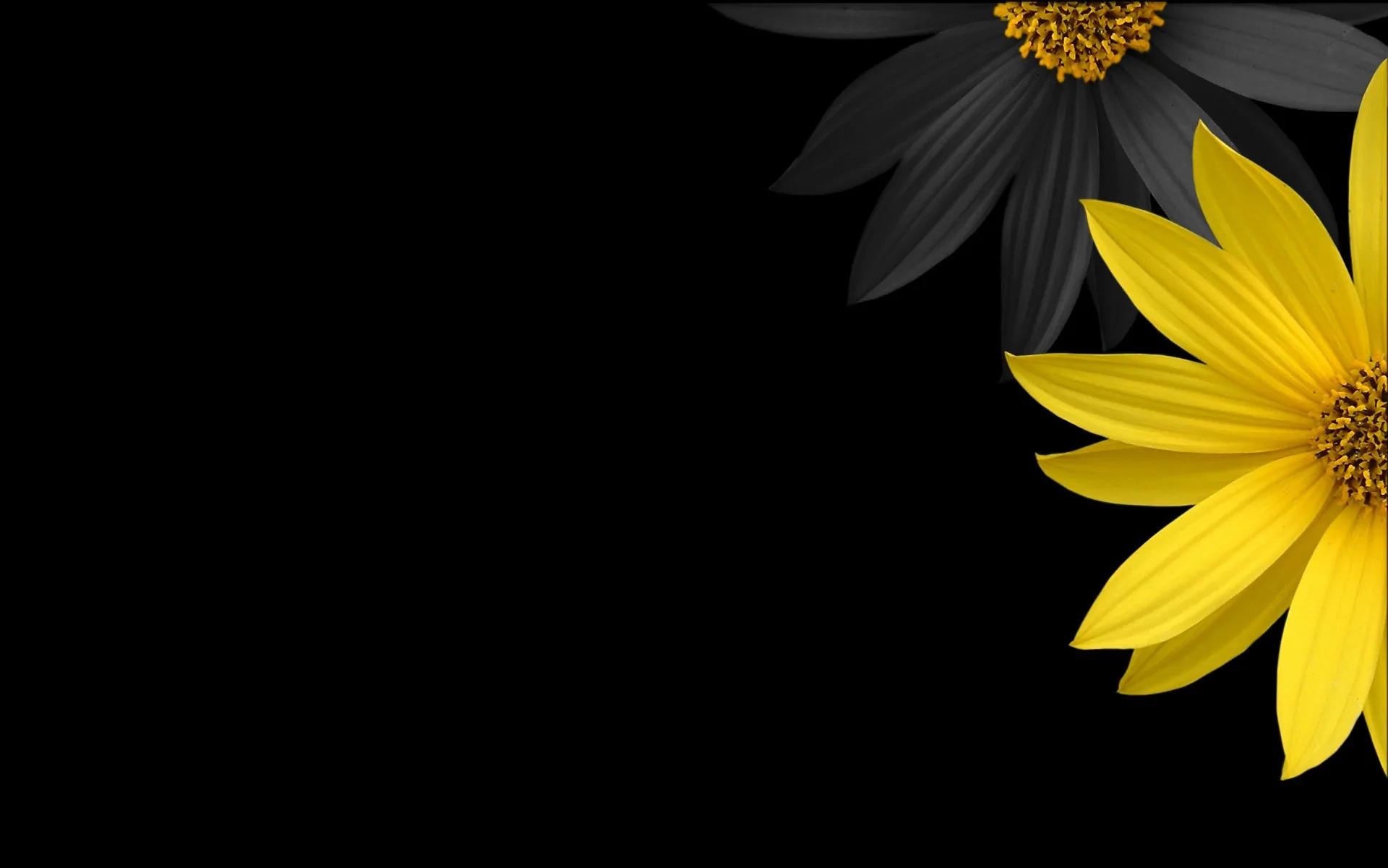 One yellow bloom sits in the corner of a black frame beside a second flower left in shadow.
