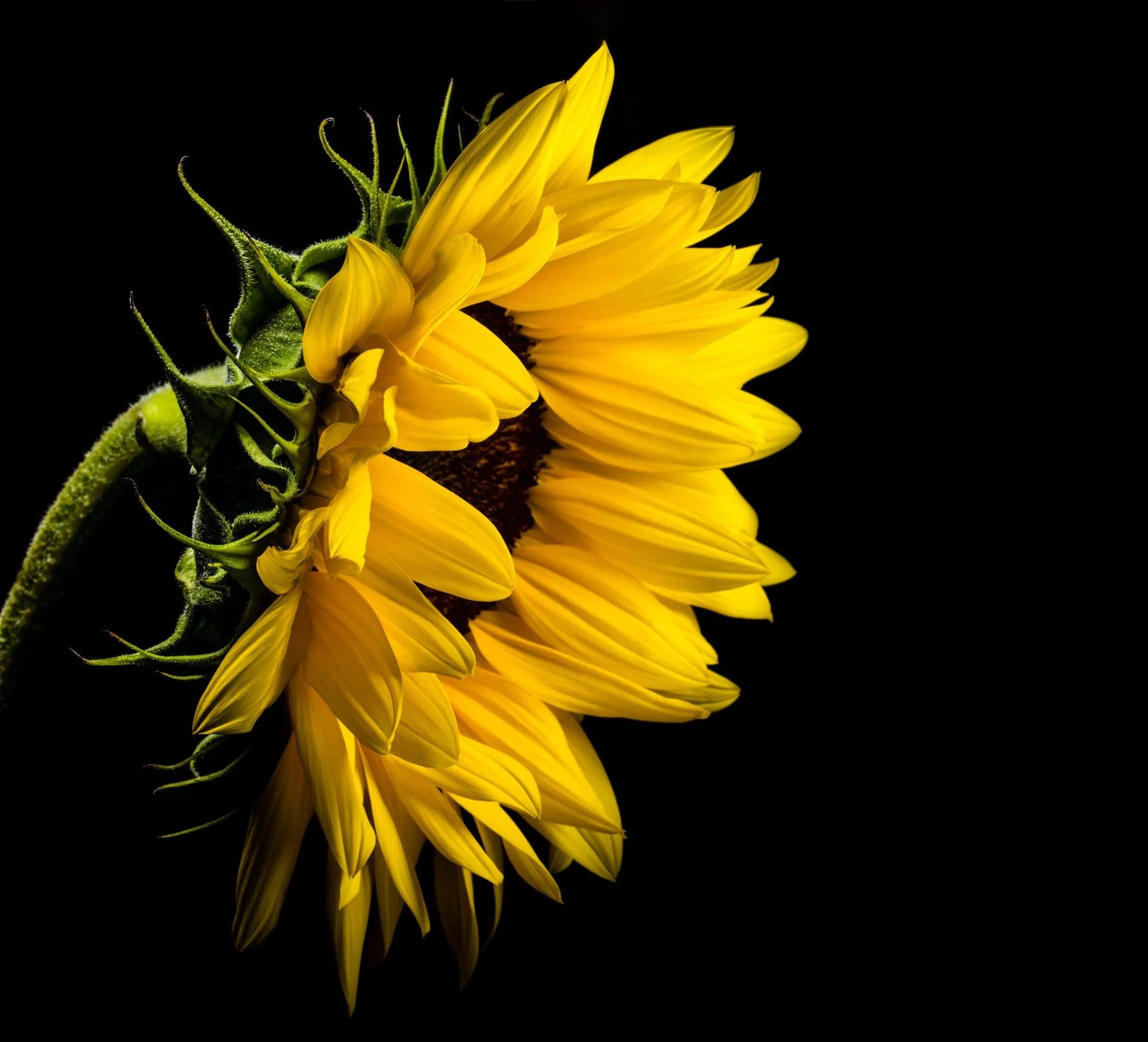 A sunflower turns away from the lens on the left of the frame, its curled bud and stem trailing behind and the right half left empty.