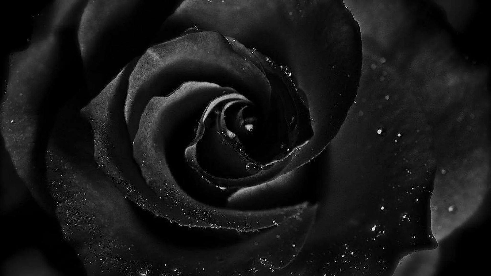 The tight centre of a rose fills the whole frame in deep monochrome, dust specks catching light along the right-hand petals.