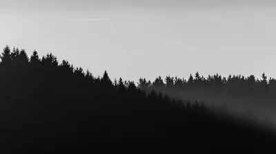 A pine-covered slope drops in silhouette across a blank white sky, fog thinning the far treeline into faint grey teeth.
