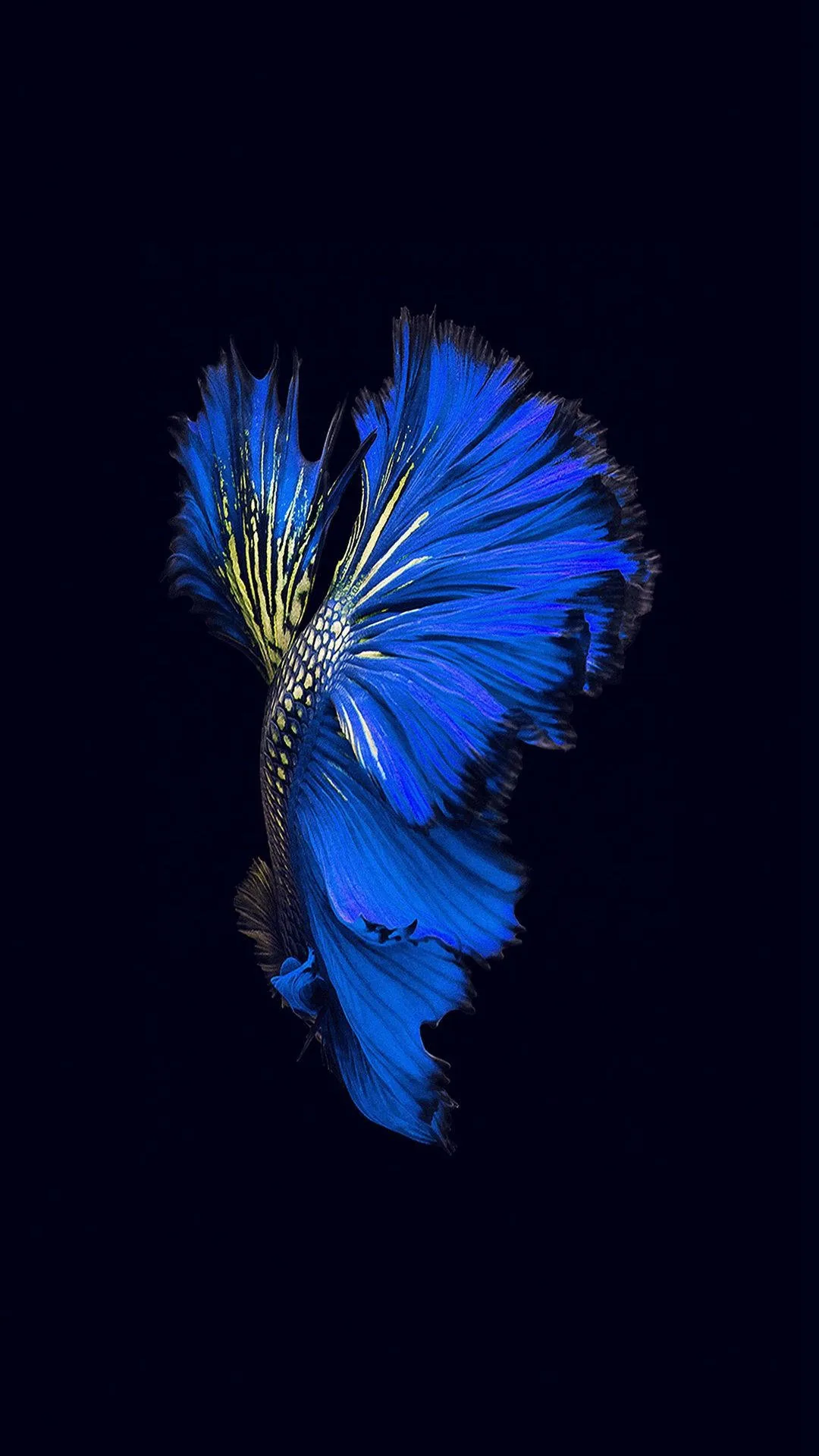 A betta fish flares its fins into a spray of blue filaments against pure black, gold flecks running along the spine near the head.